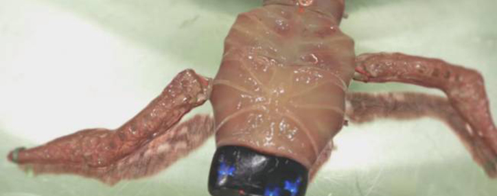 Революция в науке: создан первый в мире живой модульный робот (ВИДЕО)