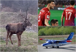 Хорошие новости недели: новорожденный оленёнок, рейс Ереван-Капан и "футбольная" Ярхушта
