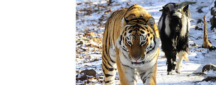 Сайт приморского сафари-парка не выдержал наплыва посетителей