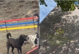 Собачьи бои в Спитаке: возбуждено уголовное дело, задержаны три человека