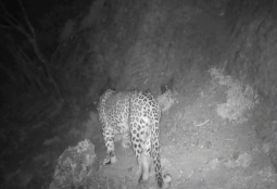 Кавказский леопард снова засветился на видеокамерах в Хосровском лесу (ВИДЕО) 