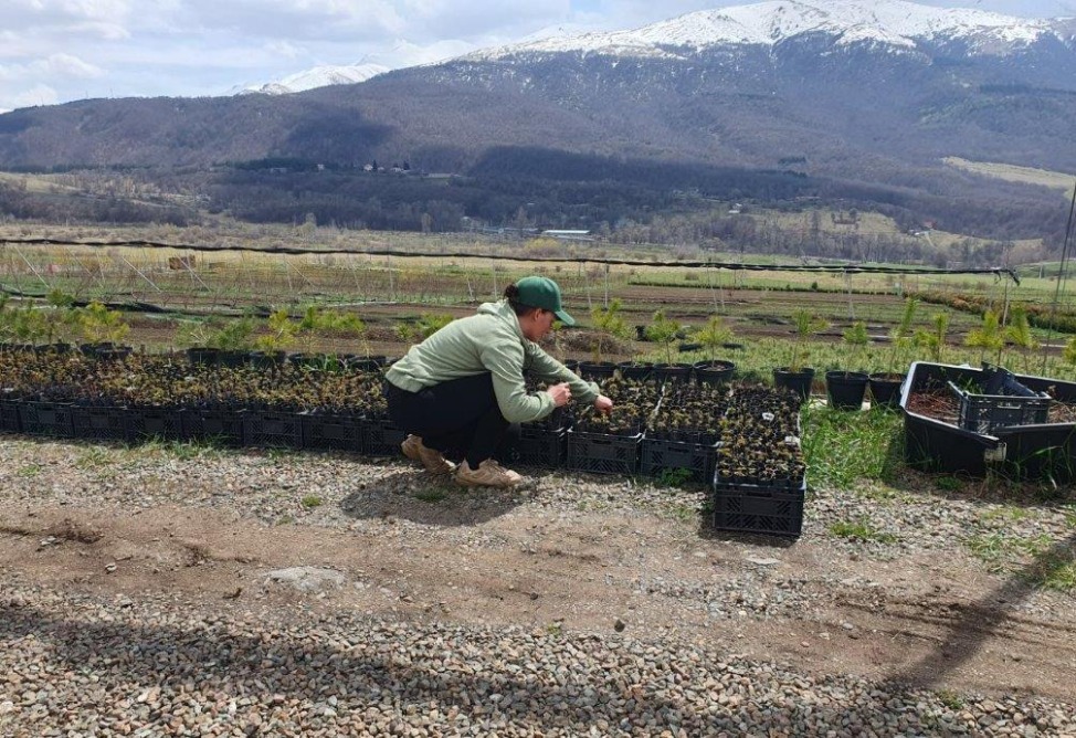 Viva for Armenia with “My Forest Armenia” Viva for Armenia with “My Forest Armenia”